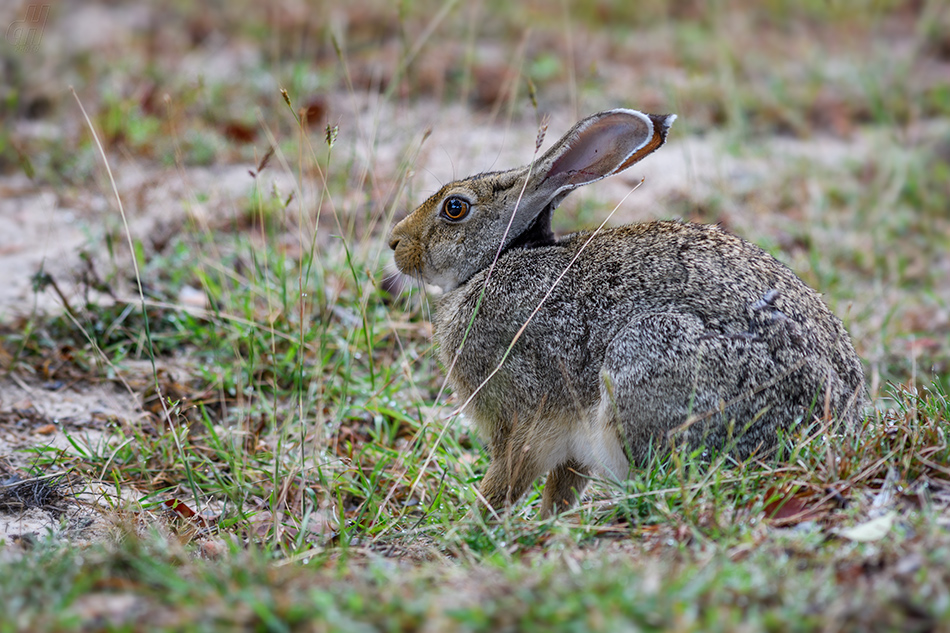 zajíc černotýlý - Lepus nigricollis