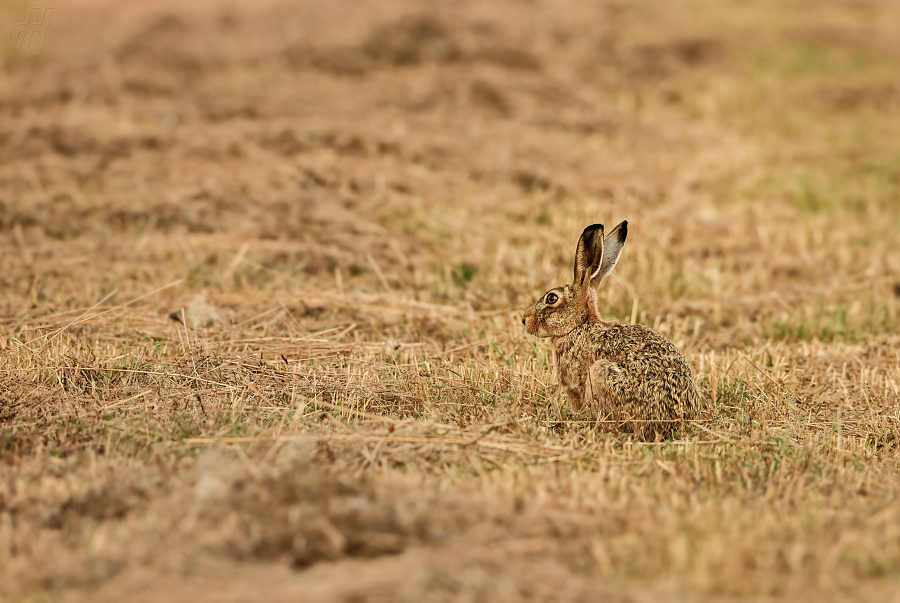 zajíc polní - Lepus europaeus