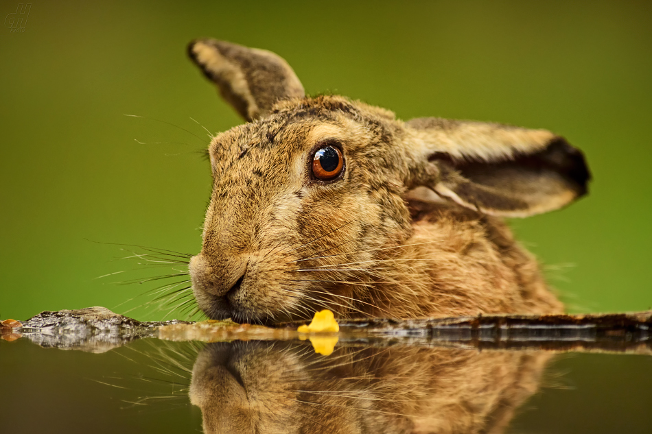 zajíc polní - Lepus europaeus