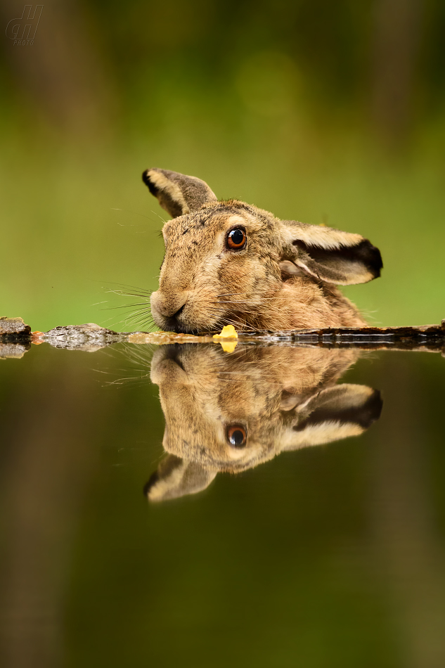 zajíc polní - Lepus europaeus