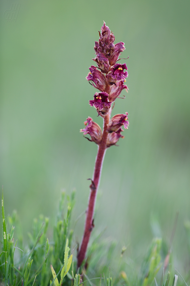 záraza štíhlá - Orobanche gracilis