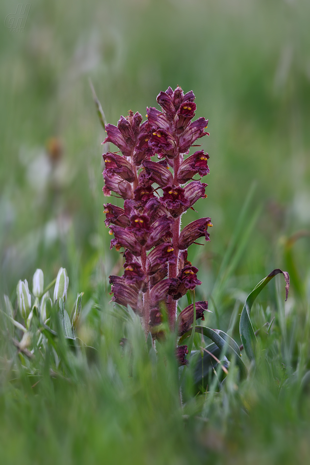 záraza štíhlá - Orobanche gracilis