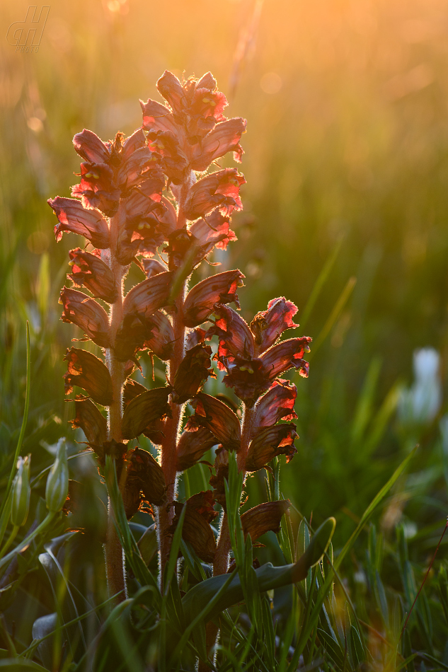 záraza štíhlá - Orobanche gracilis