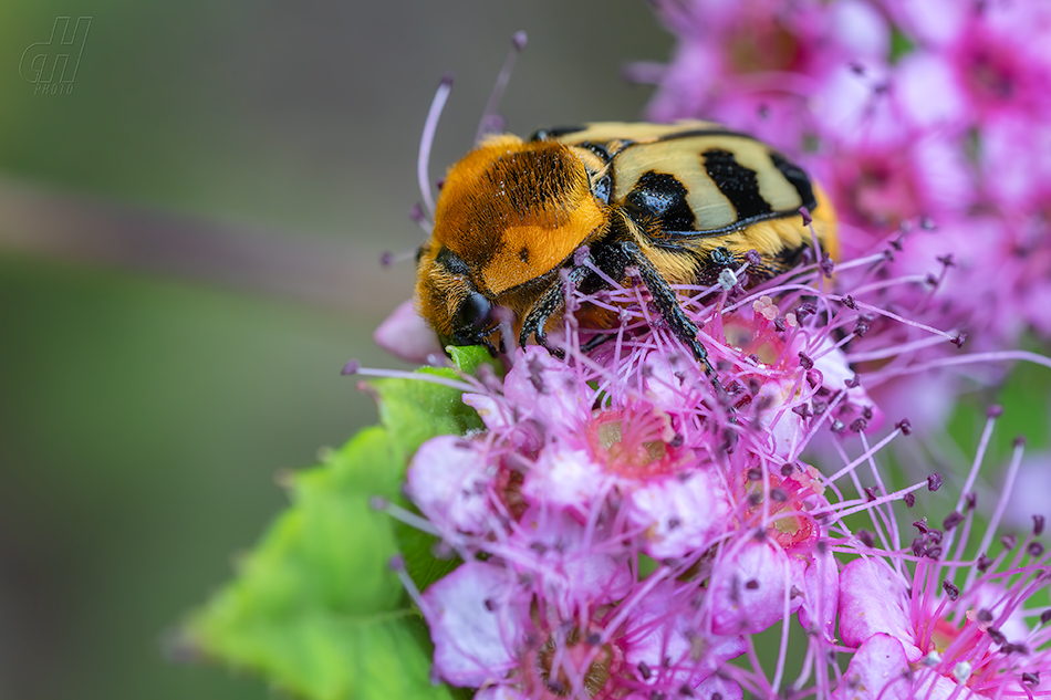 zdobenec skvrnitý - Trichius fasciatus