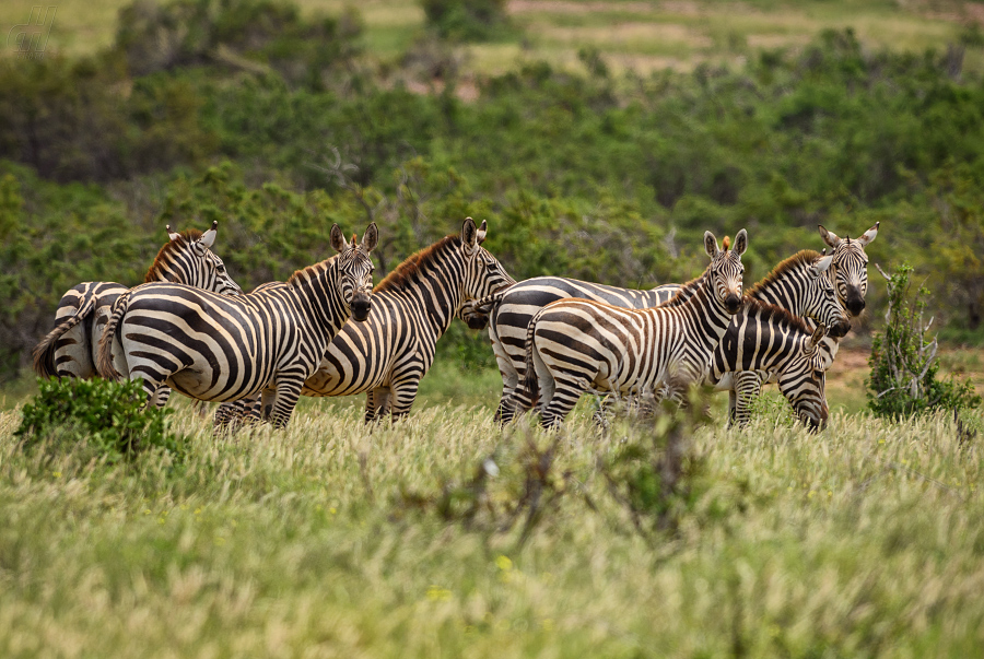 zebra stepní - Equus quagga