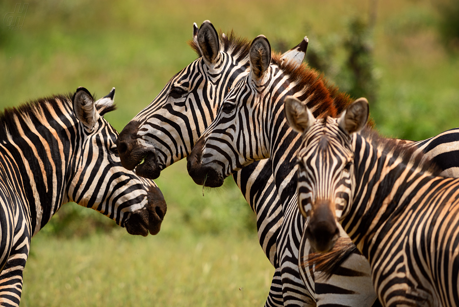 zebra stepní - Equus quagga