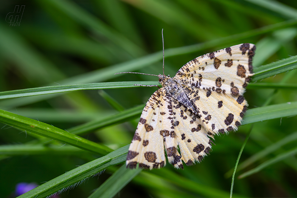 zejkovec hluchavkový - Pseudopanthera macularia