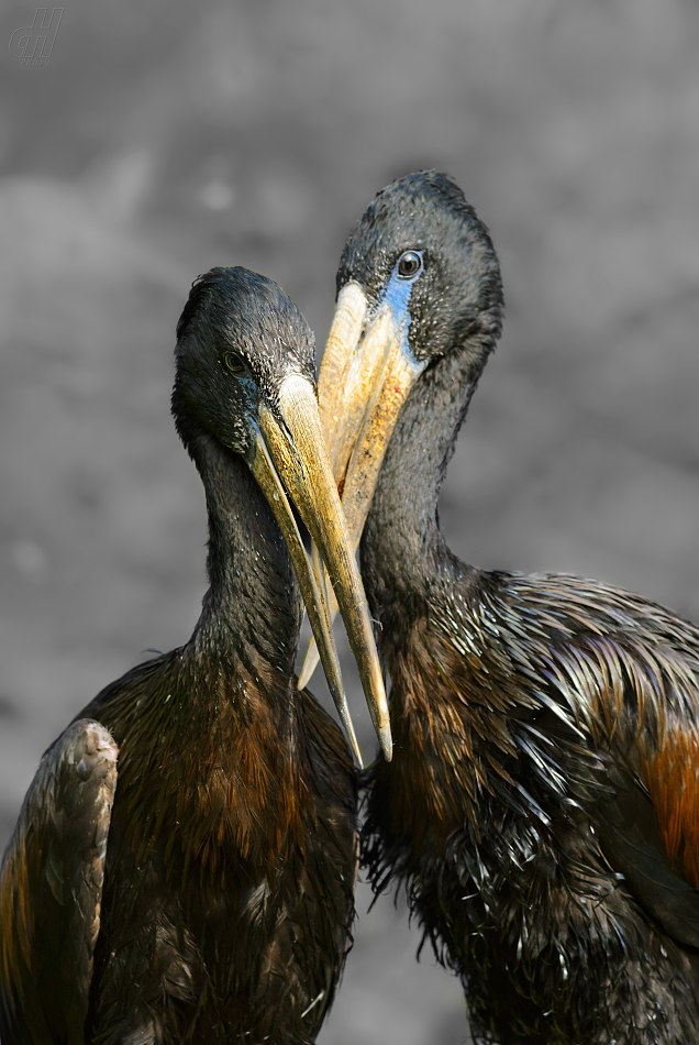 zejozob africký - Anastomus lamelligerus