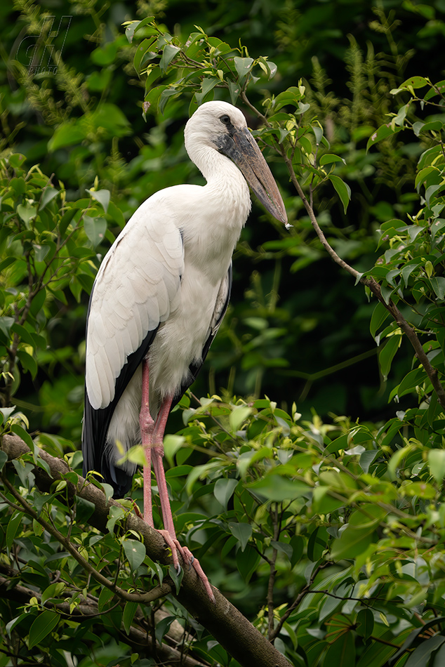 zejozob asijský - Anastomus oscitans