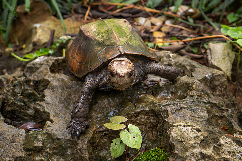 želva hranatá - Cuora mouhotii