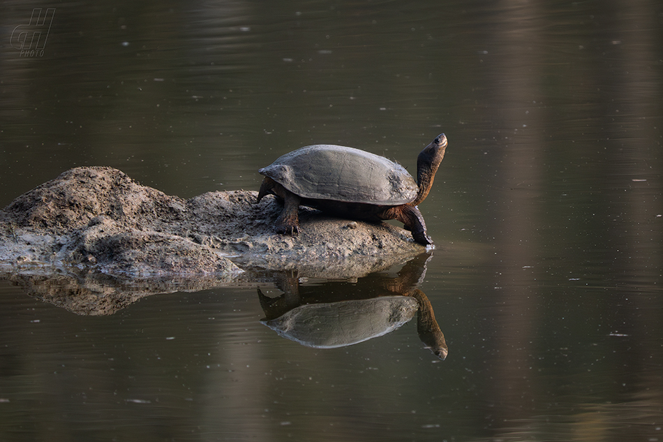 želva hřebenitá - Melanochelys trijuga