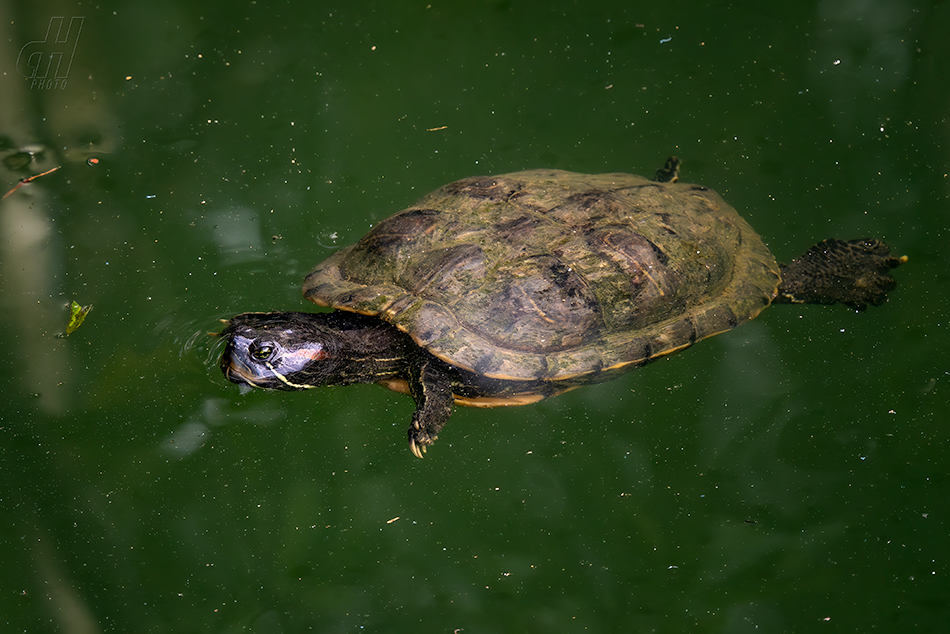 želva nádherná - Trachemys scripta elegans