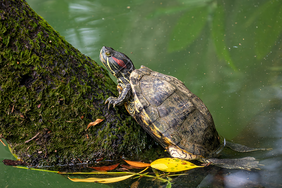 želva nádherná - Trachemys scripta elegans