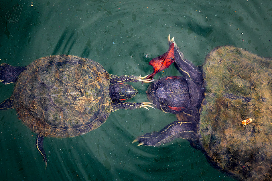 želva nádherná - Trachemys scripta elegans