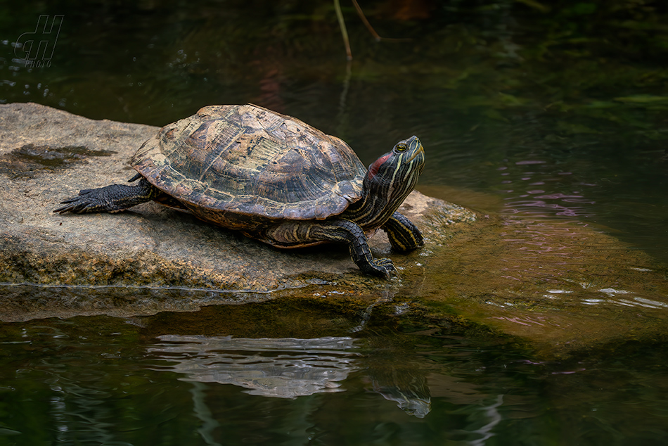 želva nádherná - Trachemys scripta elegans