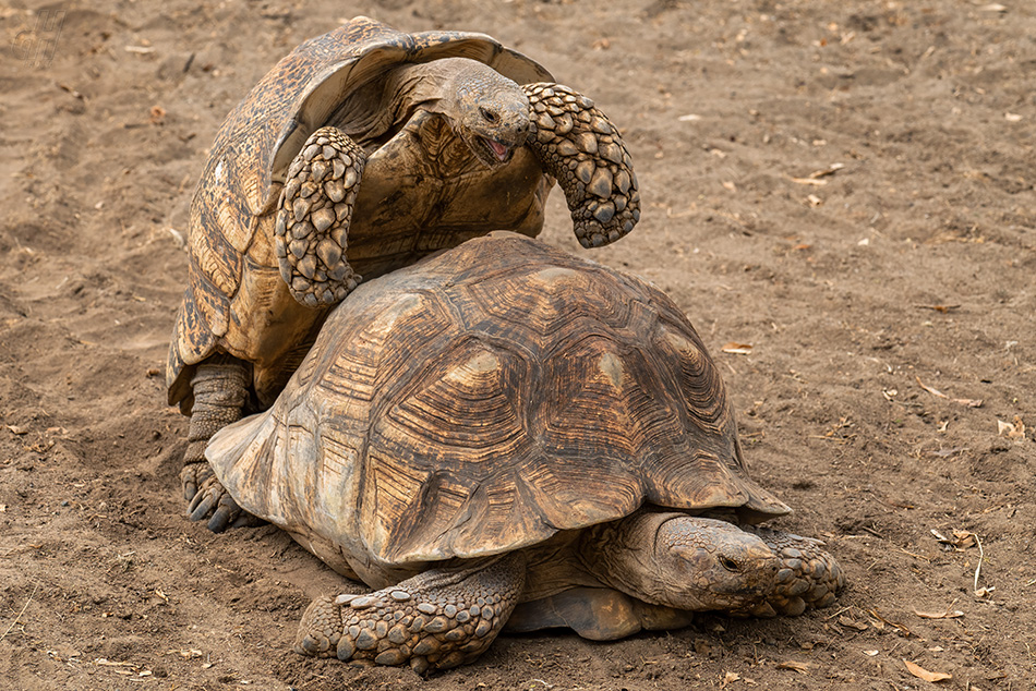 želva ostruhatá - Centrochelys sulcata