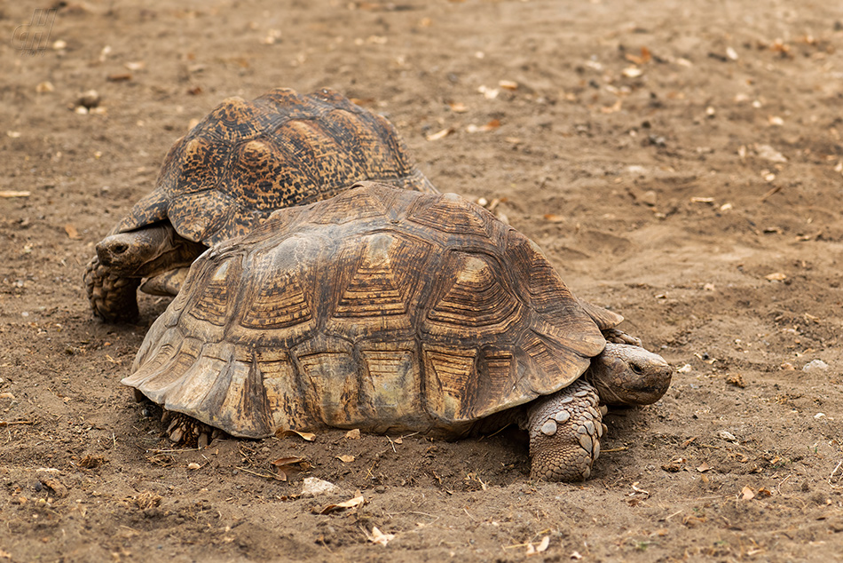 želva ostruhatá - Centrochelys sulcata