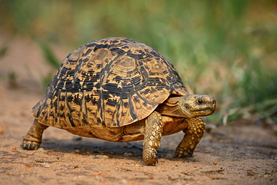 želva pardálí - Stigmochelys pardalis