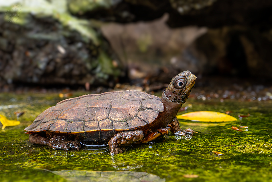 želva Spenglerova - Geoemyda spengleri