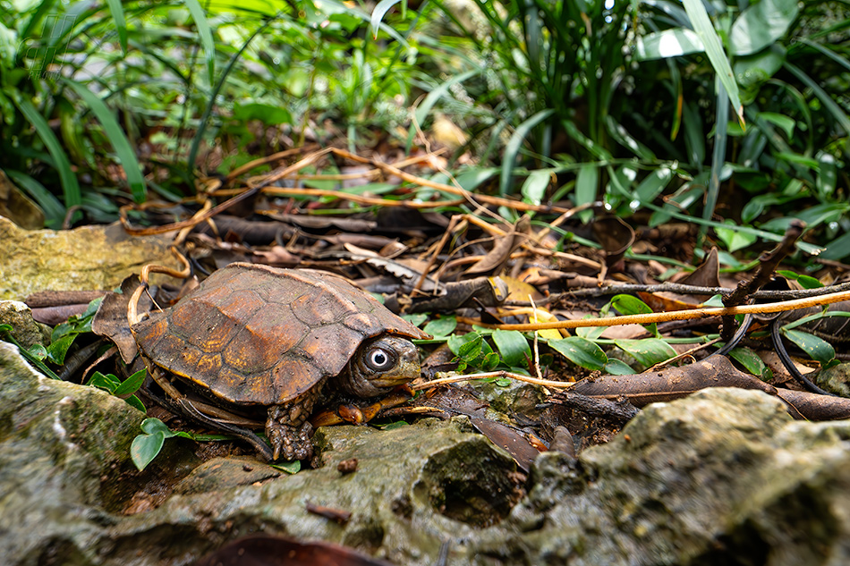 želva Spenglerova - Geoemyda spengleri