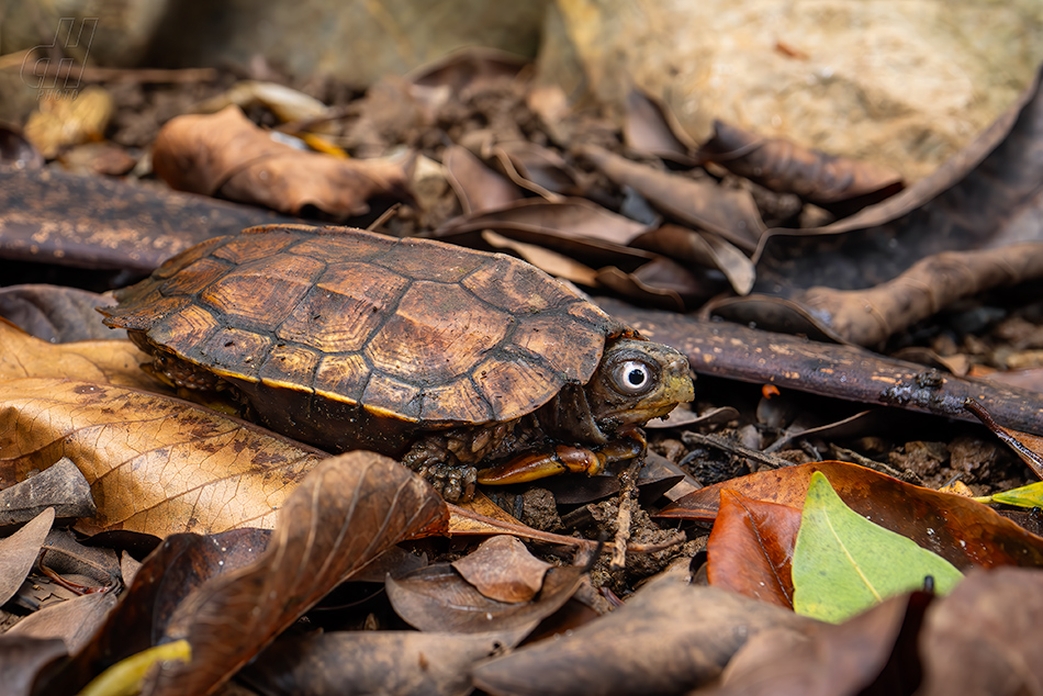 želva Spenglerova - Geoemyda spengleri