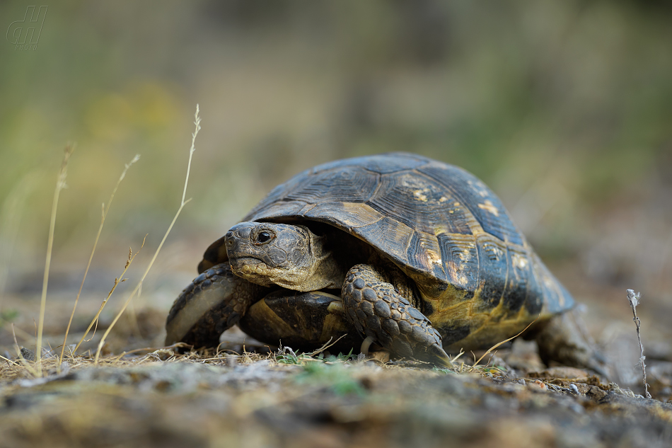 želva žlutohnědá - Testudo graeca