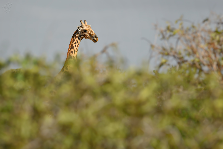 žirafa - Giraffa camelopardalis