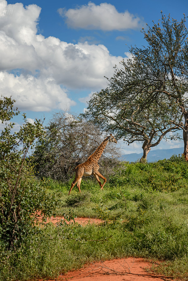 žirafa - Giraffa camelopardalis