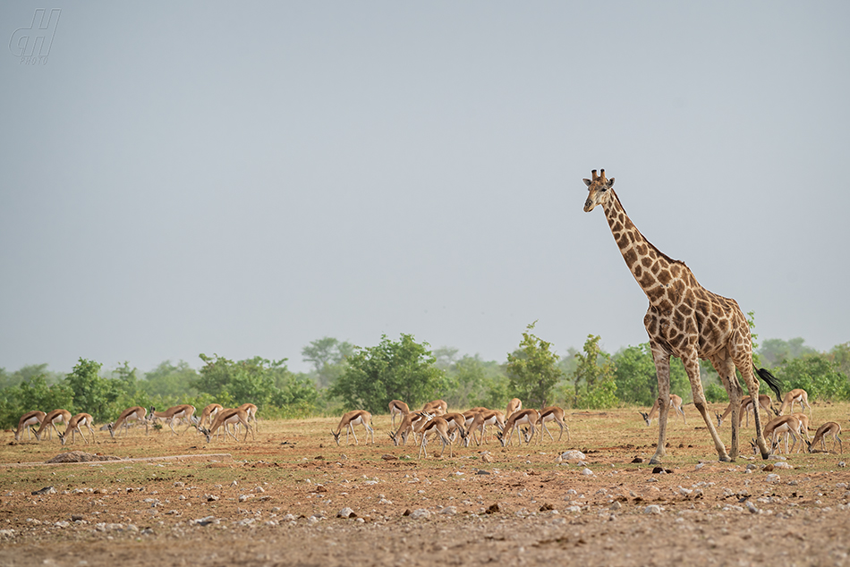 žirafa - Giraffa camelopardalis