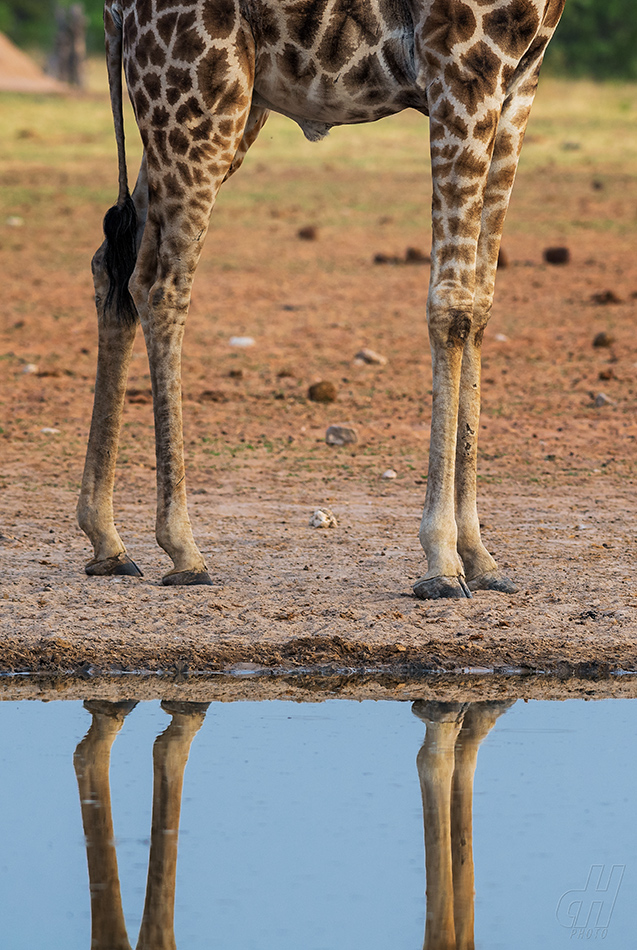 žirafa - Giraffa camelopardalis