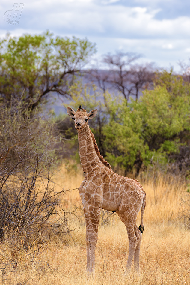 žirafa - Giraffa camelopardalis