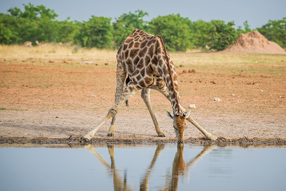 žirafa - Giraffa camelopardalis
