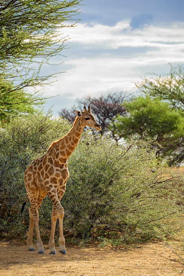 žirafa - Giraffa camelopardalis