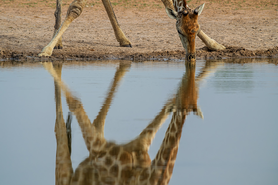 žirafa - Giraffa camelopardalis