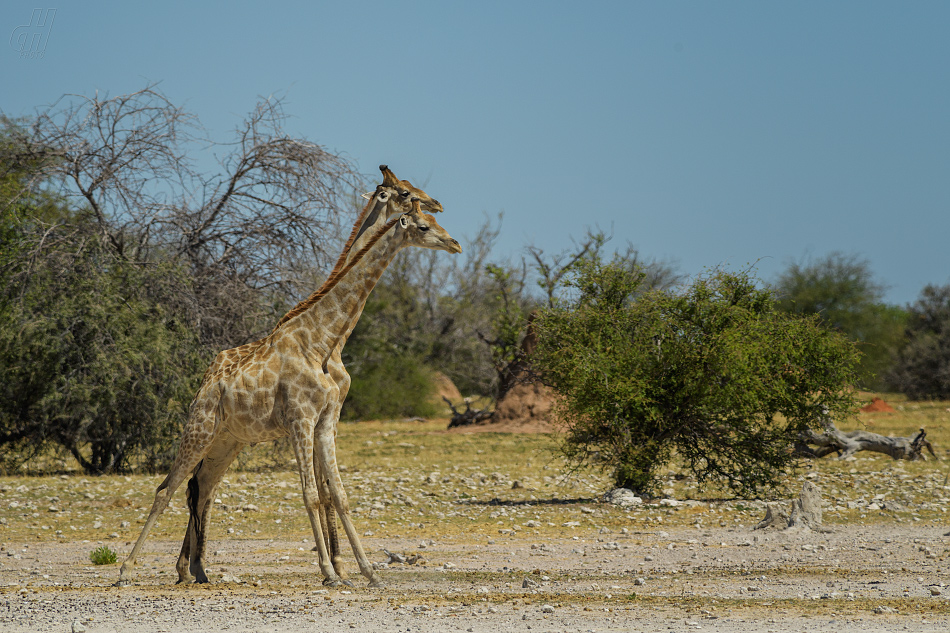 žirafa - Giraffa camelopardalis