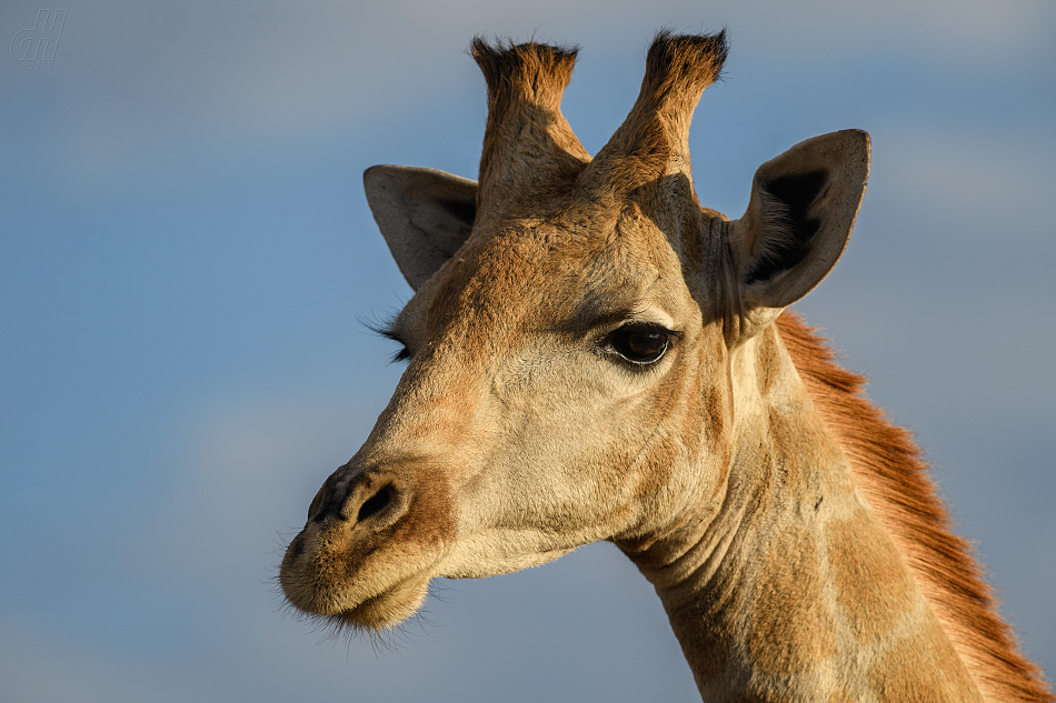 žirafa - Giraffa camelopardalis