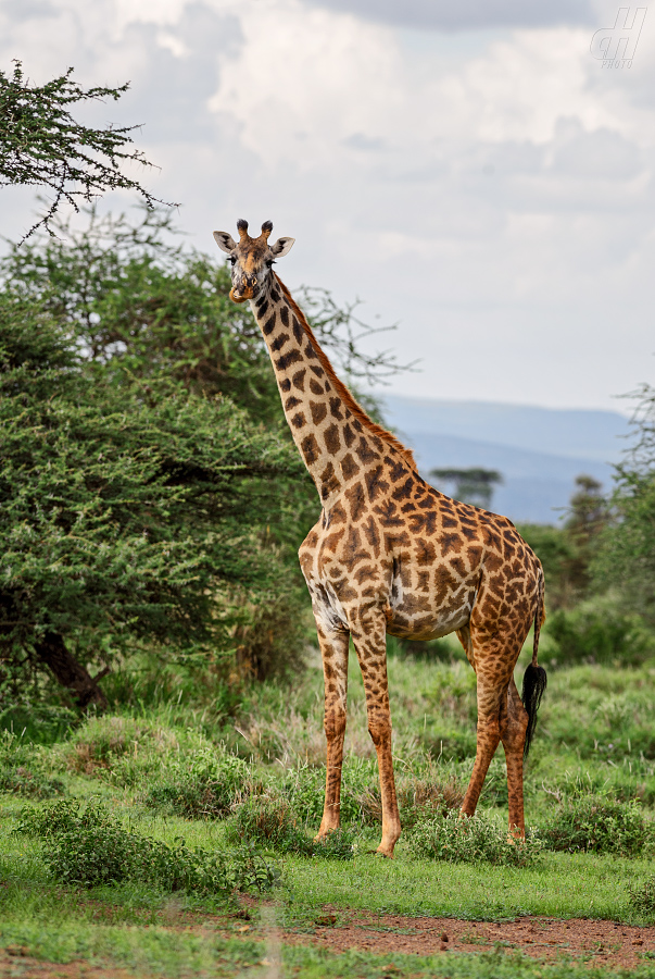 žirafa - Giraffa camelopardalis