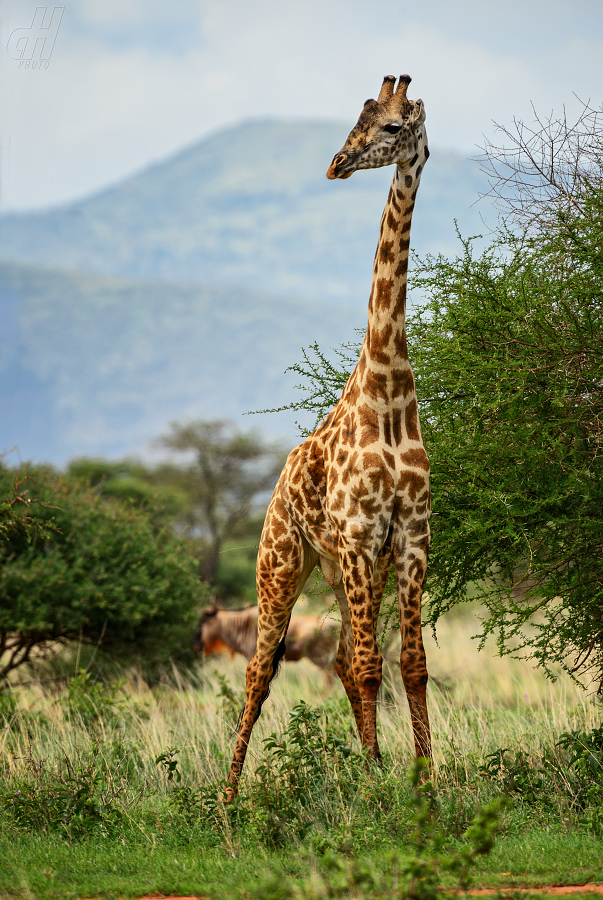 žirafa - Giraffa camelopardalis