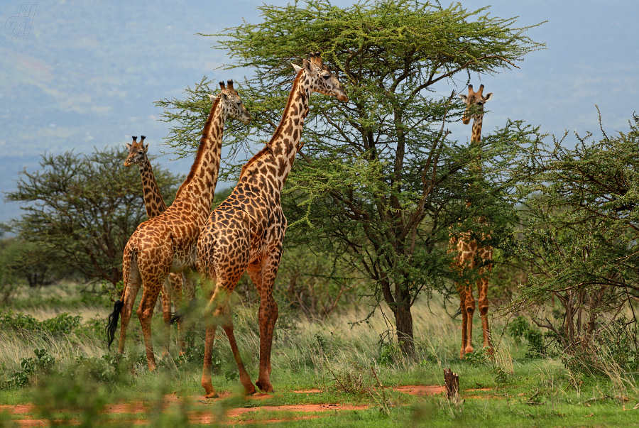 žirafa - Giraffa camelopardalis