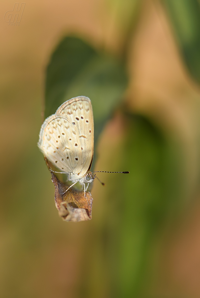 Zizeeria knysna