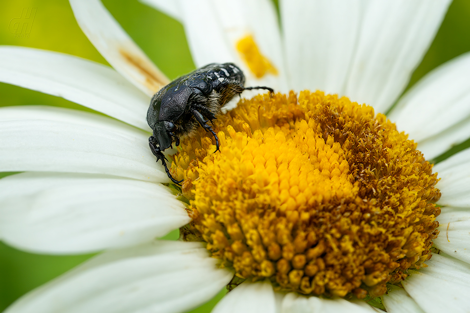 zlatohlávek tmavý - Oxythyrea funesta