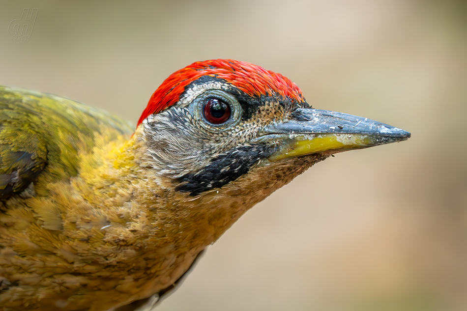 žluna síťovaná - Picus vittatus