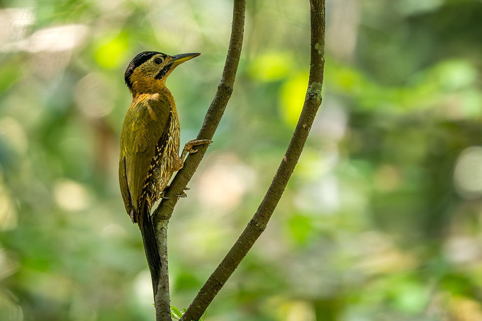 žluna síťovaná - Picus vittatus