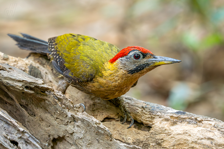 žluna síťovaná - Picus vittatus