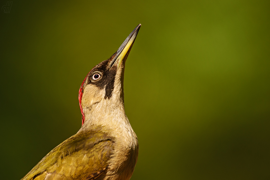 žluna zelená - Picus viridis