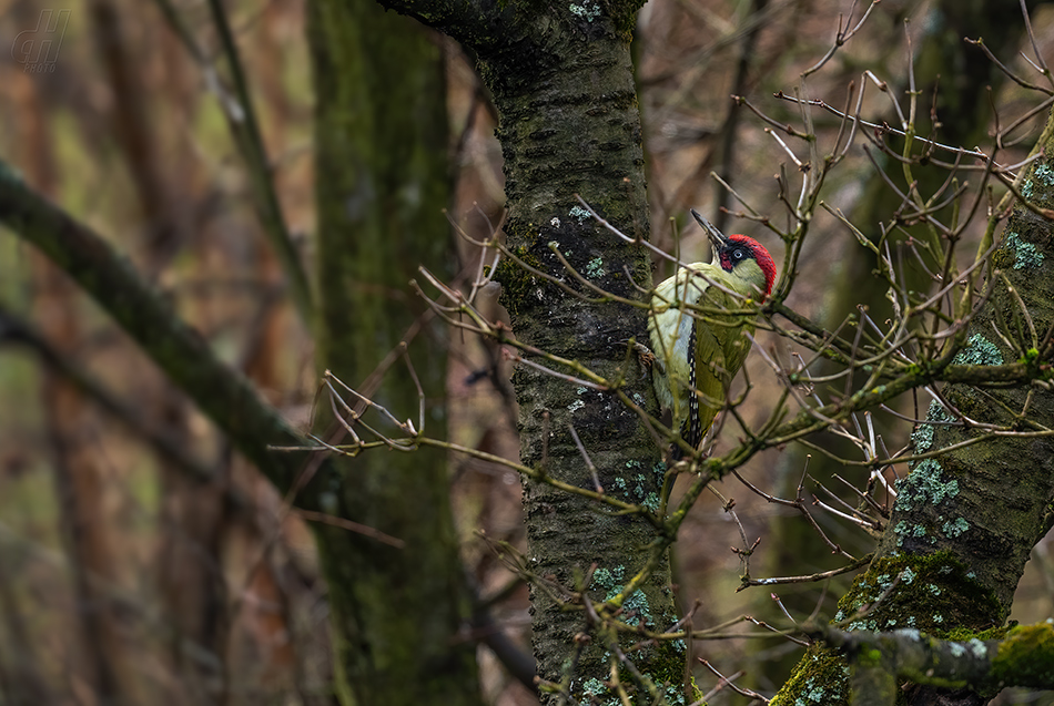 žluna zelená - Picus viridis