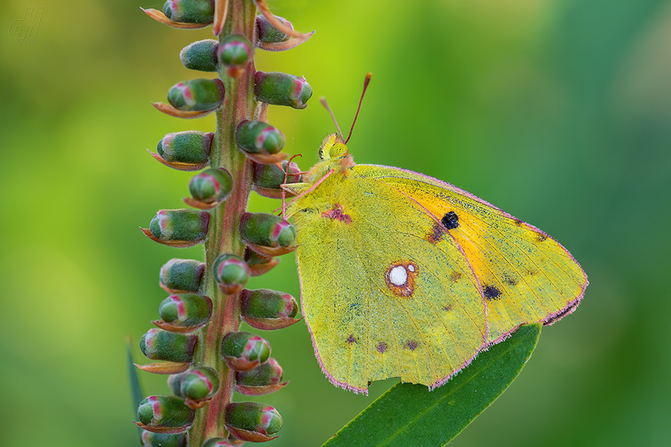 žluťásek čilimníkový - Colias crocea