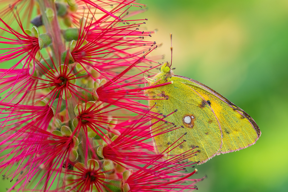 žluťásek čilimníkový - Colias crocea