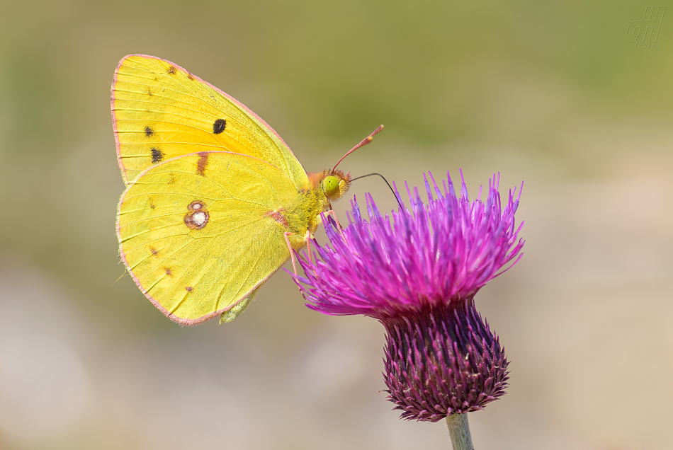 žluťásek jižní - Colias alfacariensis