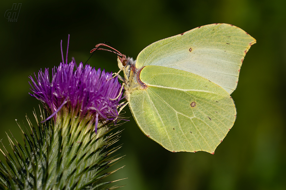 žluťásek řešetlákový - Gonepteryx rhamni